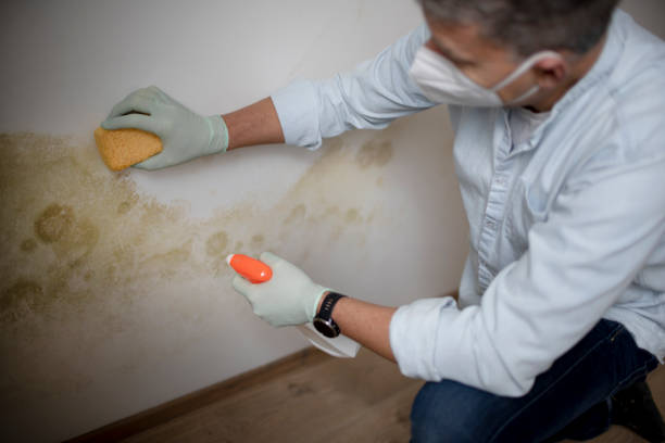 Best Toxic Mold Removal  in Falling Water, TN