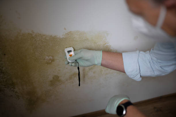 Best Affordable Mold Removal  in Falling Water, TN