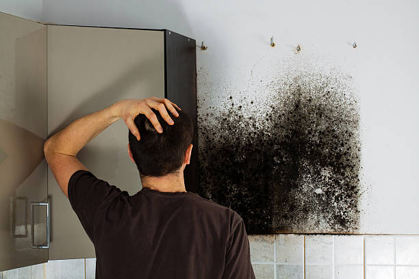 Best Black Mold Removal  in Falling Water, TN