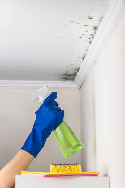 Best Mold Damage Repair  in Falling Water, TN